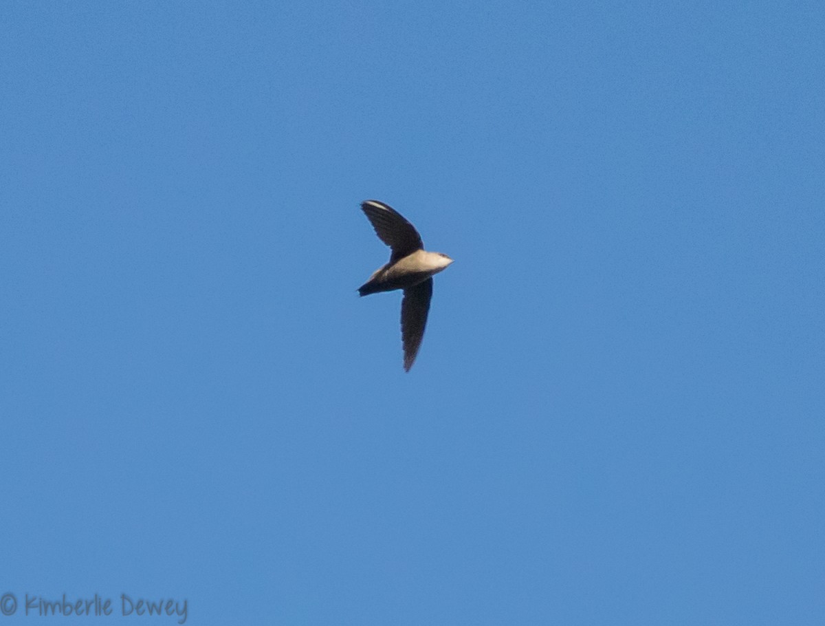 Chimney Swift - ML98091631