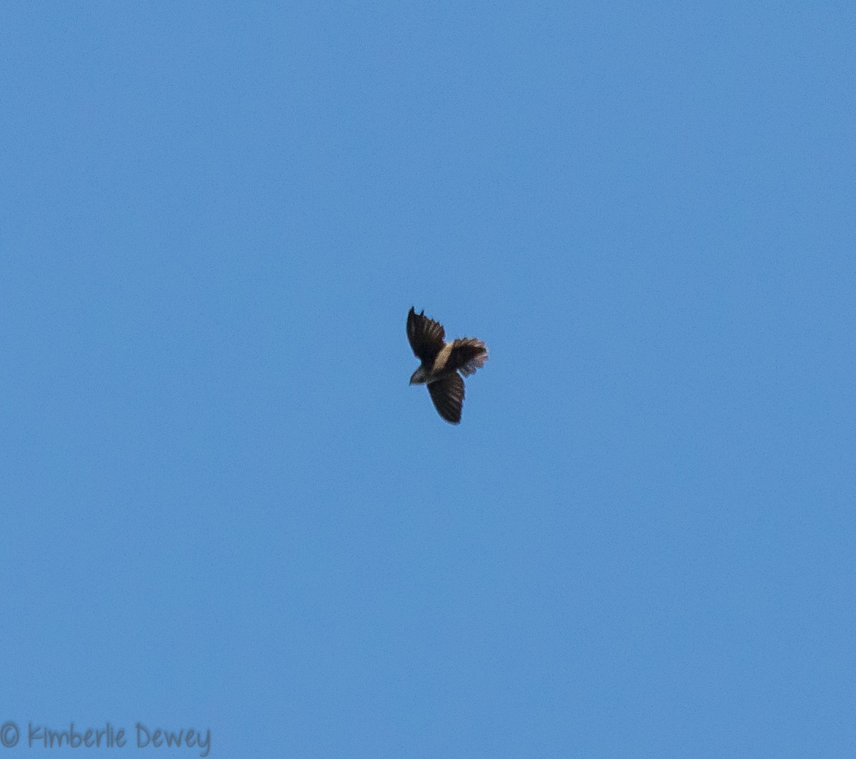 Chimney Swift - ML98091641