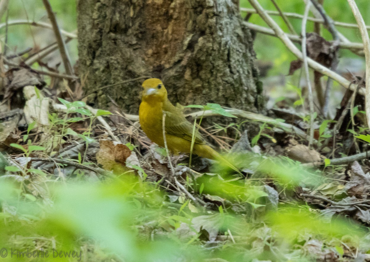 Summer Tanager - ML98091951