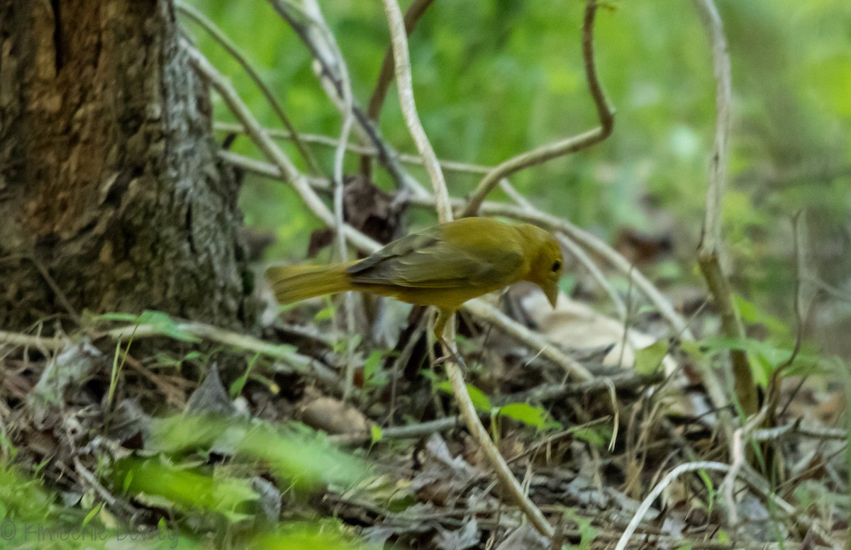 Summer Tanager - ML98091971