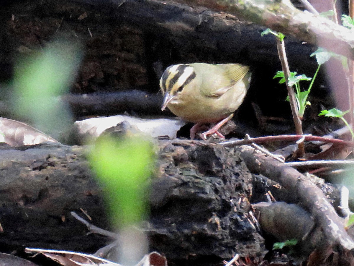 Worm-eating Warbler - ML98093121