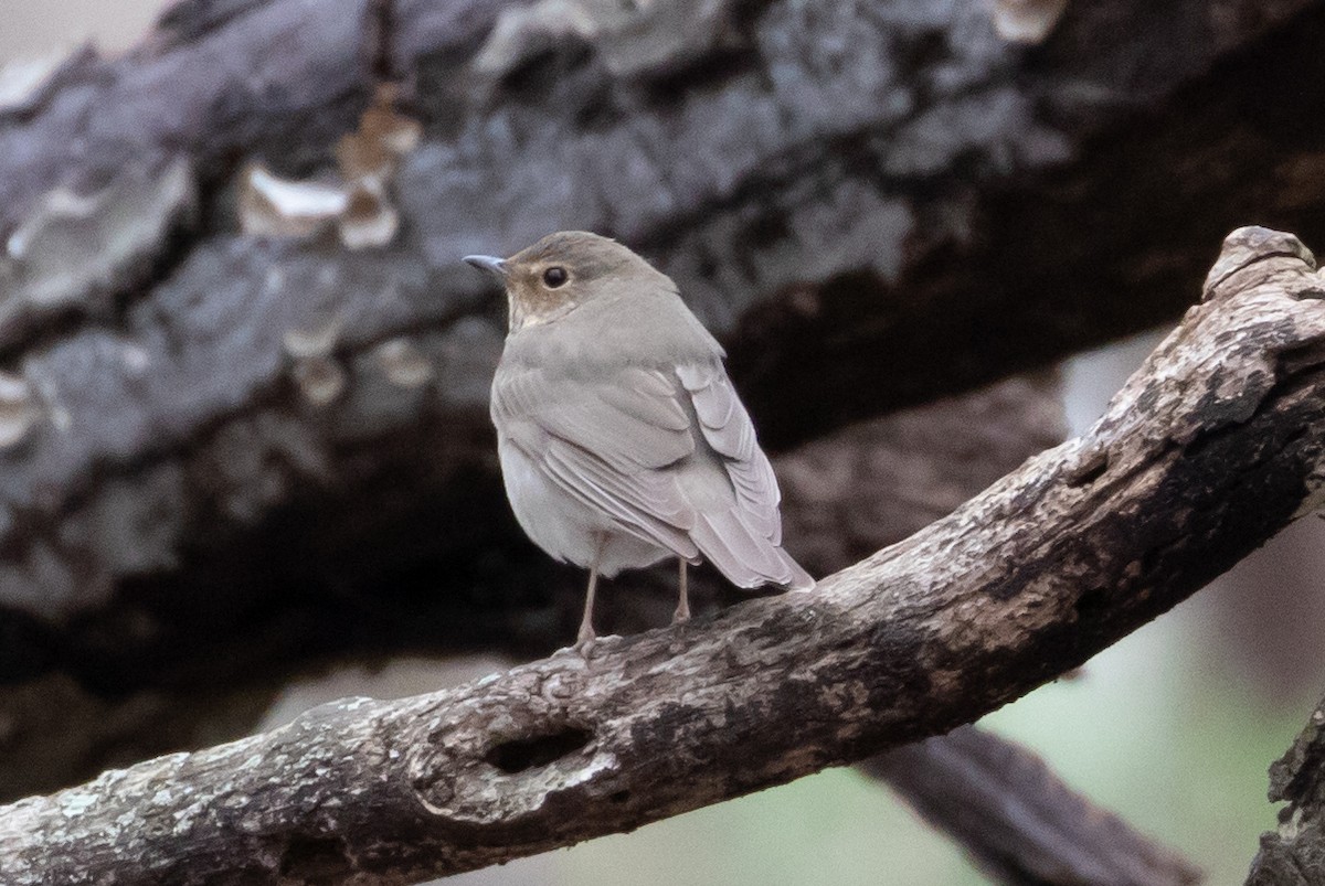 Swainson's Thrush - Michael Warner