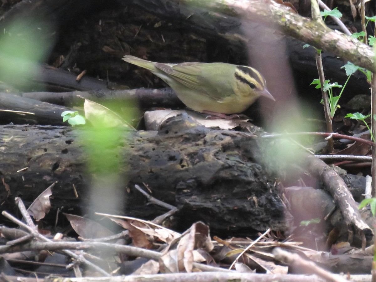 Worm-eating Warbler - ML98093201