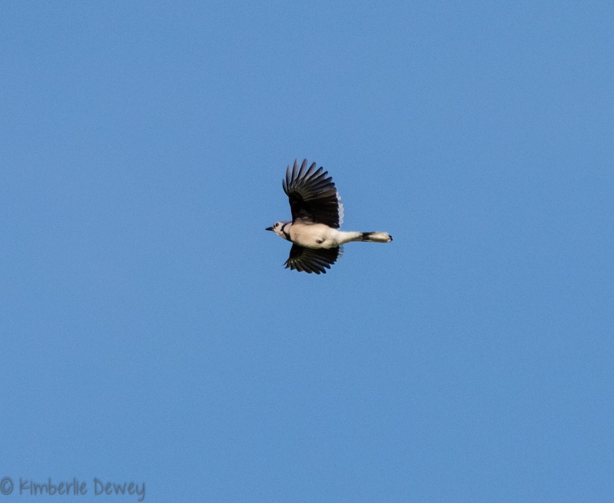 Blue Jay - ML98094171