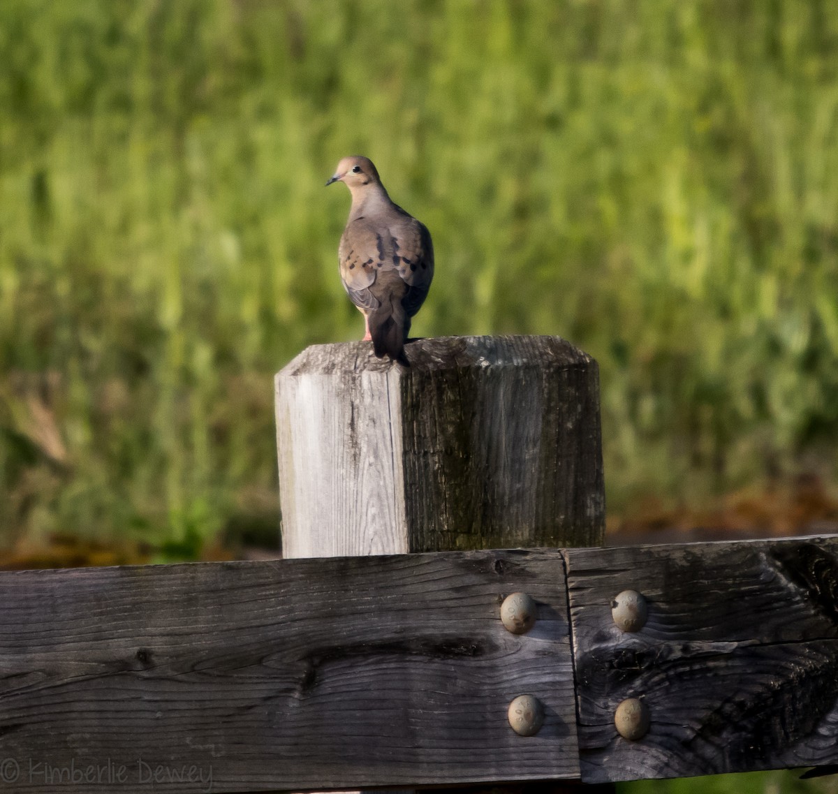 Mourning Dove - ML98094311