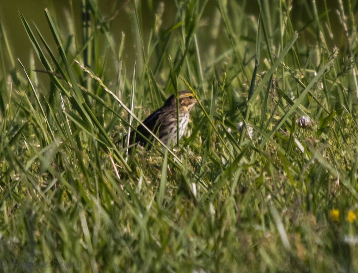 Savannah Sparrow - ML98094501