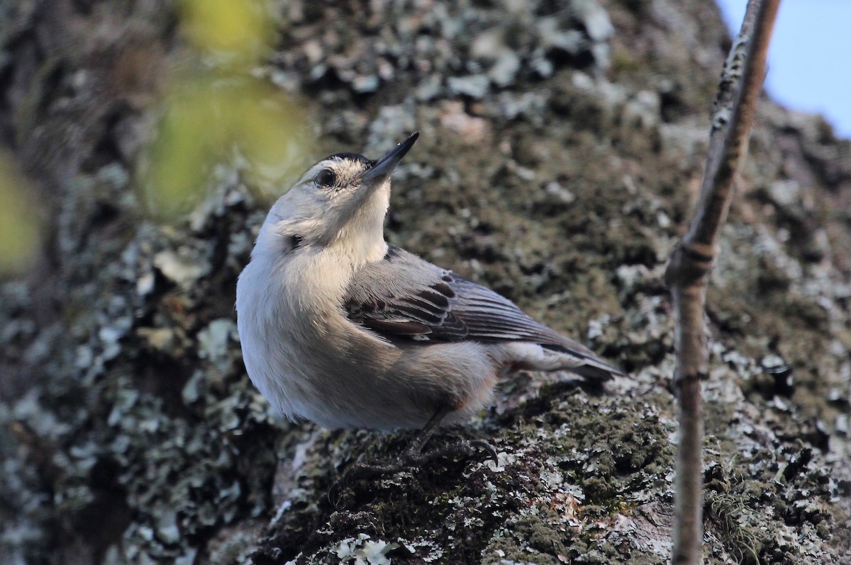 Sittelle à poitrine blanche - ML98094741