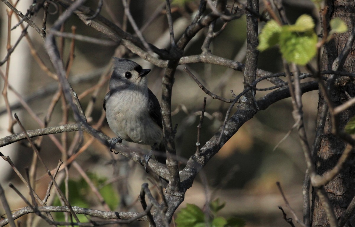 Tufted Titmouse - Chuck Gates