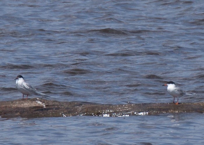 Forster's Tern - ML98095501