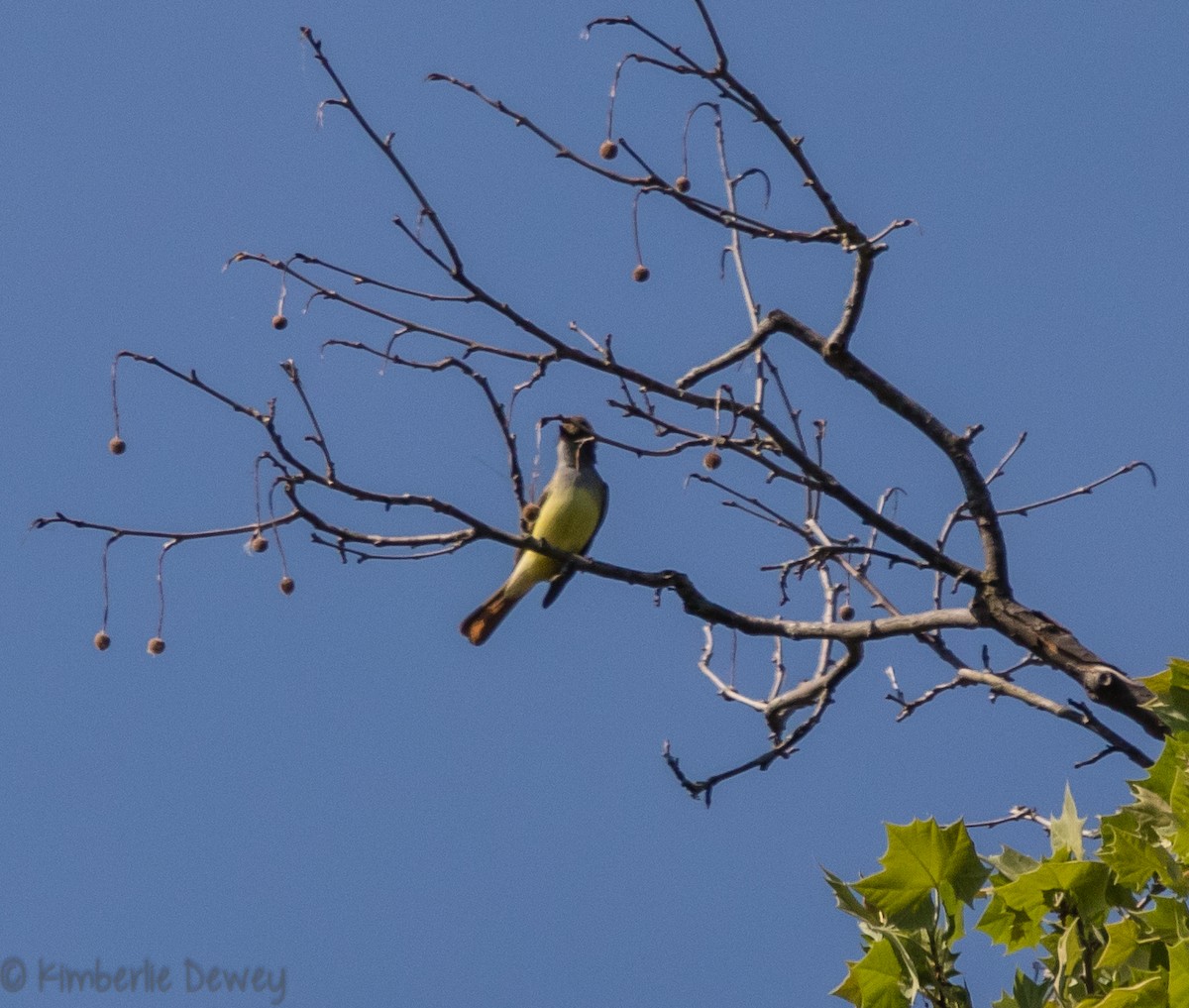 Great Crested Flycatcher - ML98096041