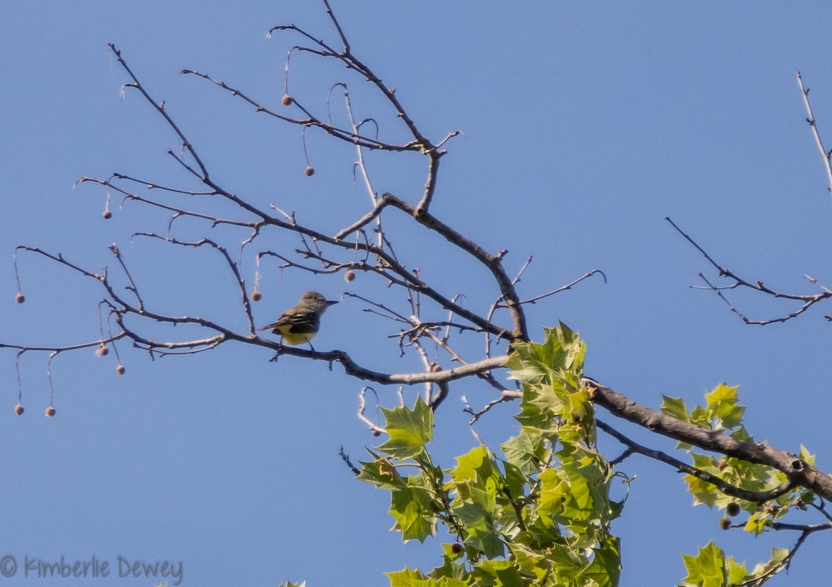 Great Crested Flycatcher - ML98096071