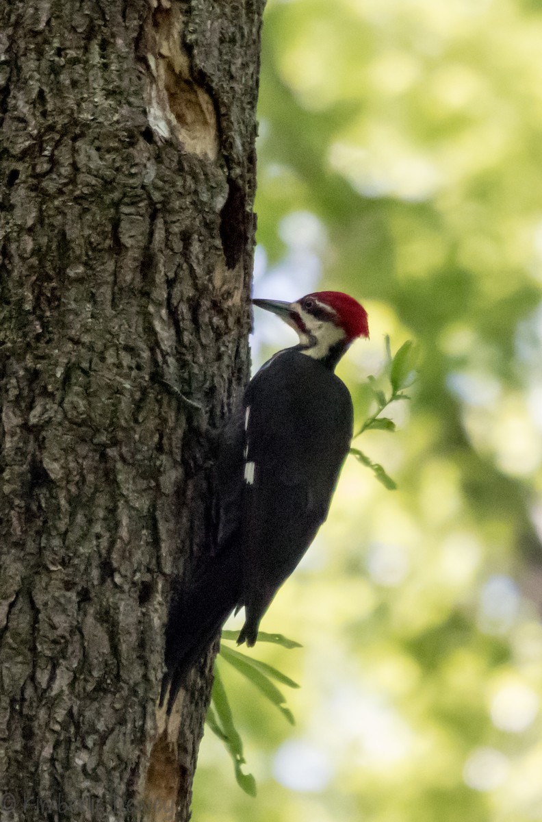 Pileated Woodpecker - ML98096211