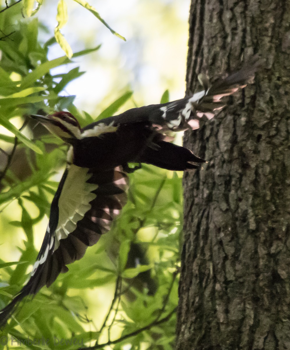 Pileated Woodpecker - ML98096221