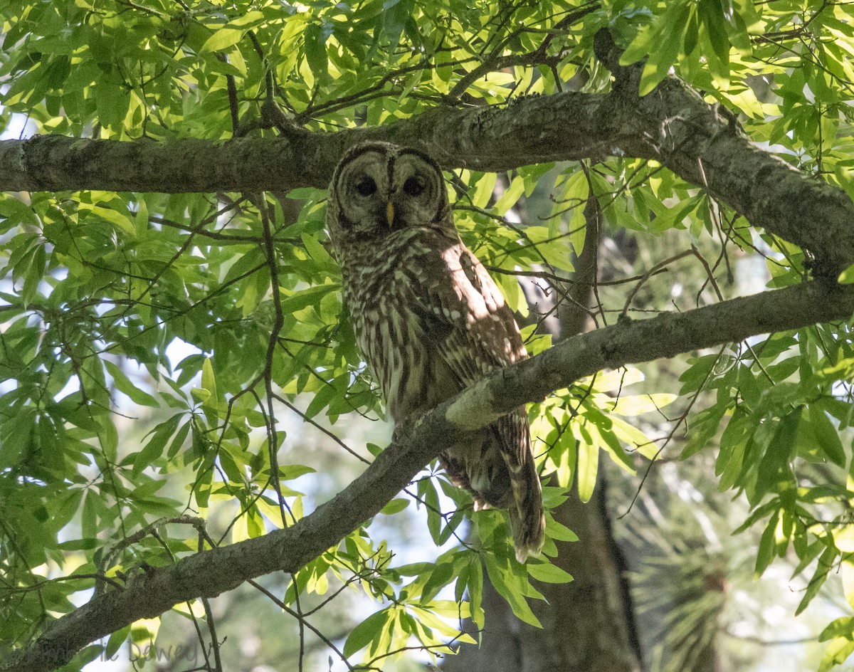 Barred Owl - ML98096441