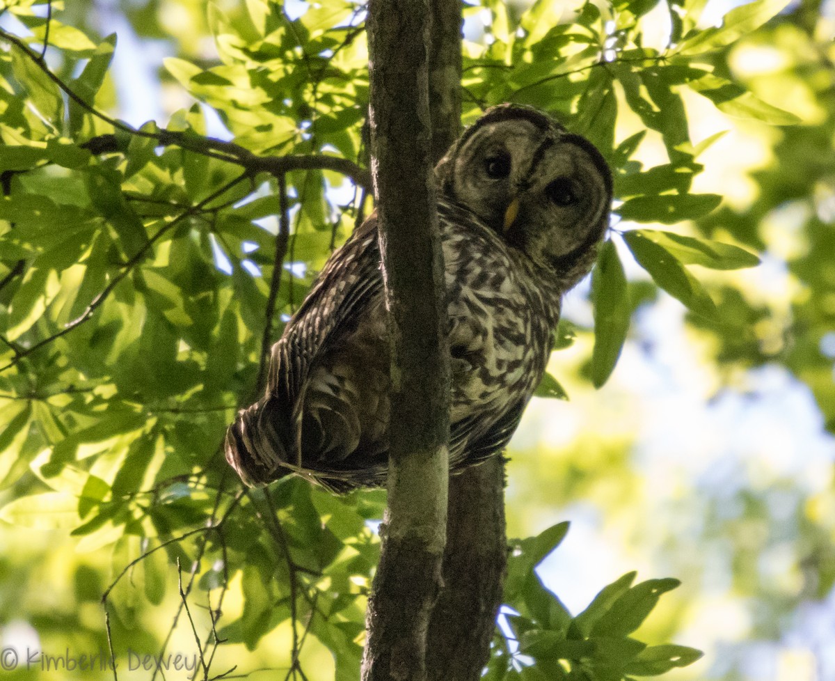 Barred Owl - ML98096531