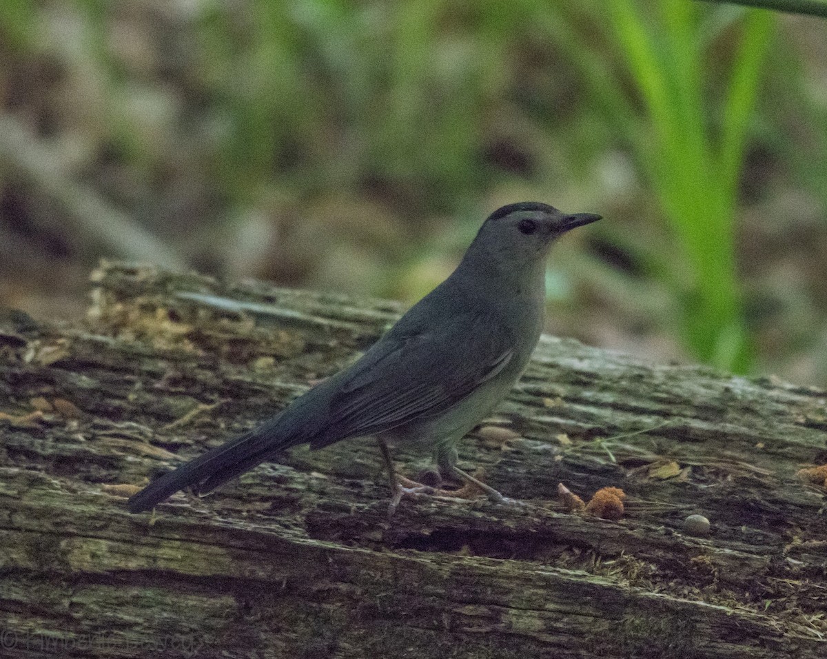 Gray Catbird - ML98096651