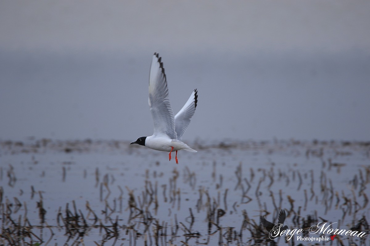 Bonaparte's Gull - ML98100861