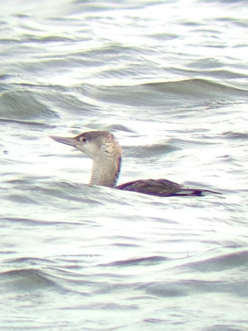 Red-throated Loon - ML98101071