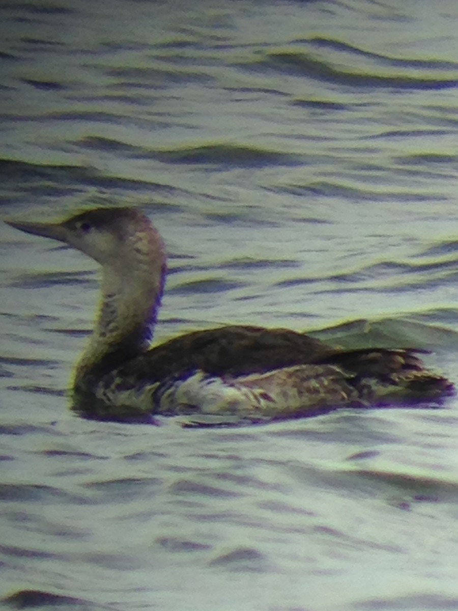 Red-throated Loon - ML98101081