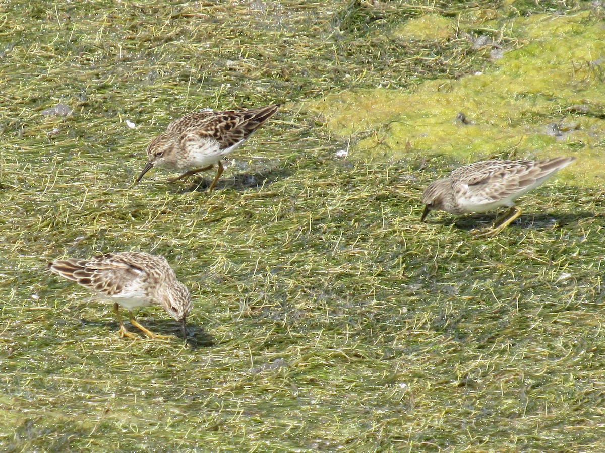 Wiesenstrandläufer - ML98101171