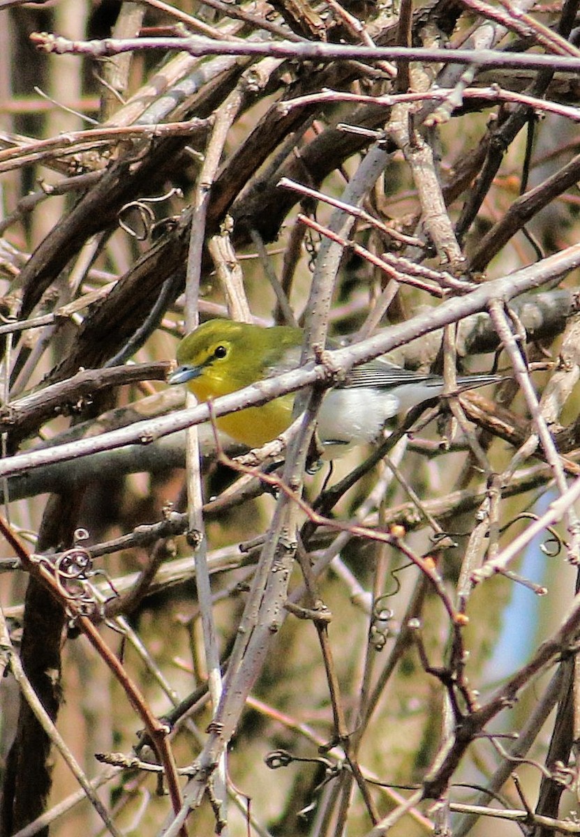 gulbrystvireo - ML98103261