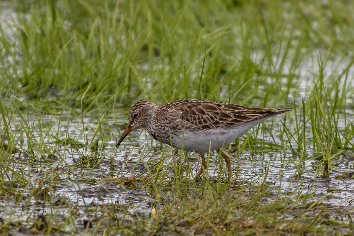 Pectoral Sandpiper - Frank King