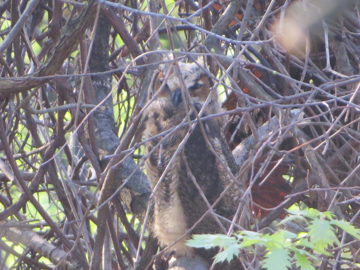 Great Horned Owl - ML98104221
