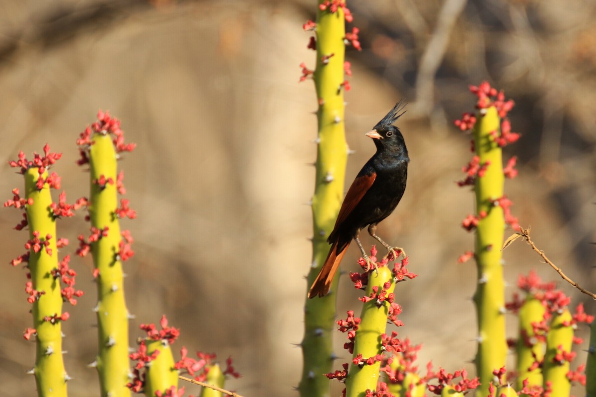 Crested Bunting - Denis Tétreault