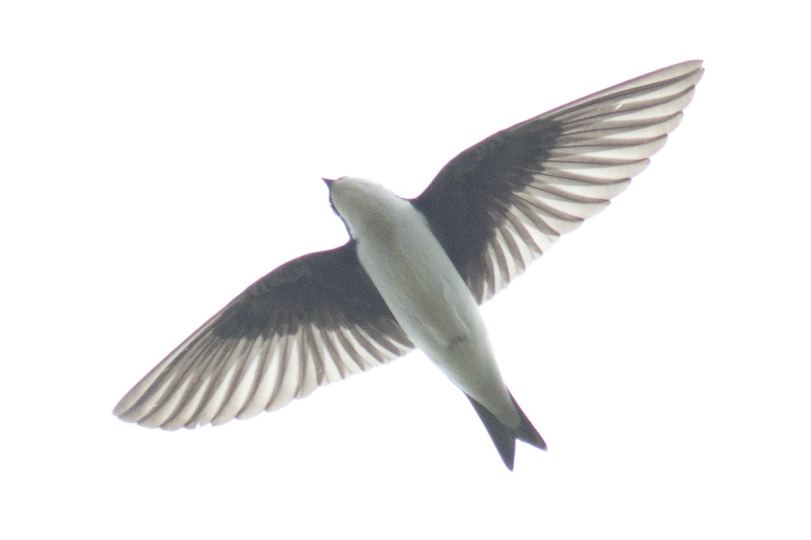 Tree Swallow - ML98107231