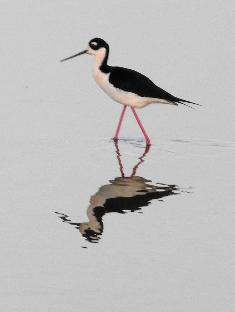 Black-necked Stilt - Eric Haskell