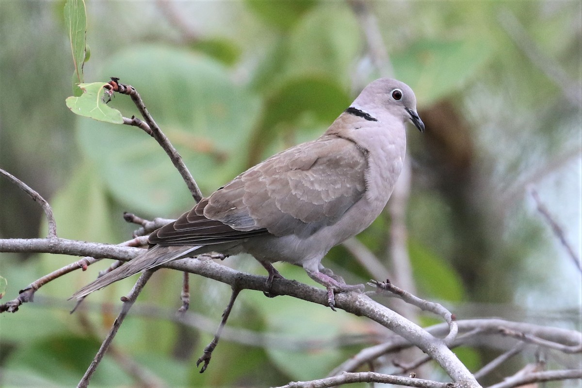 Eurasian Collared-Dove - ML98111451