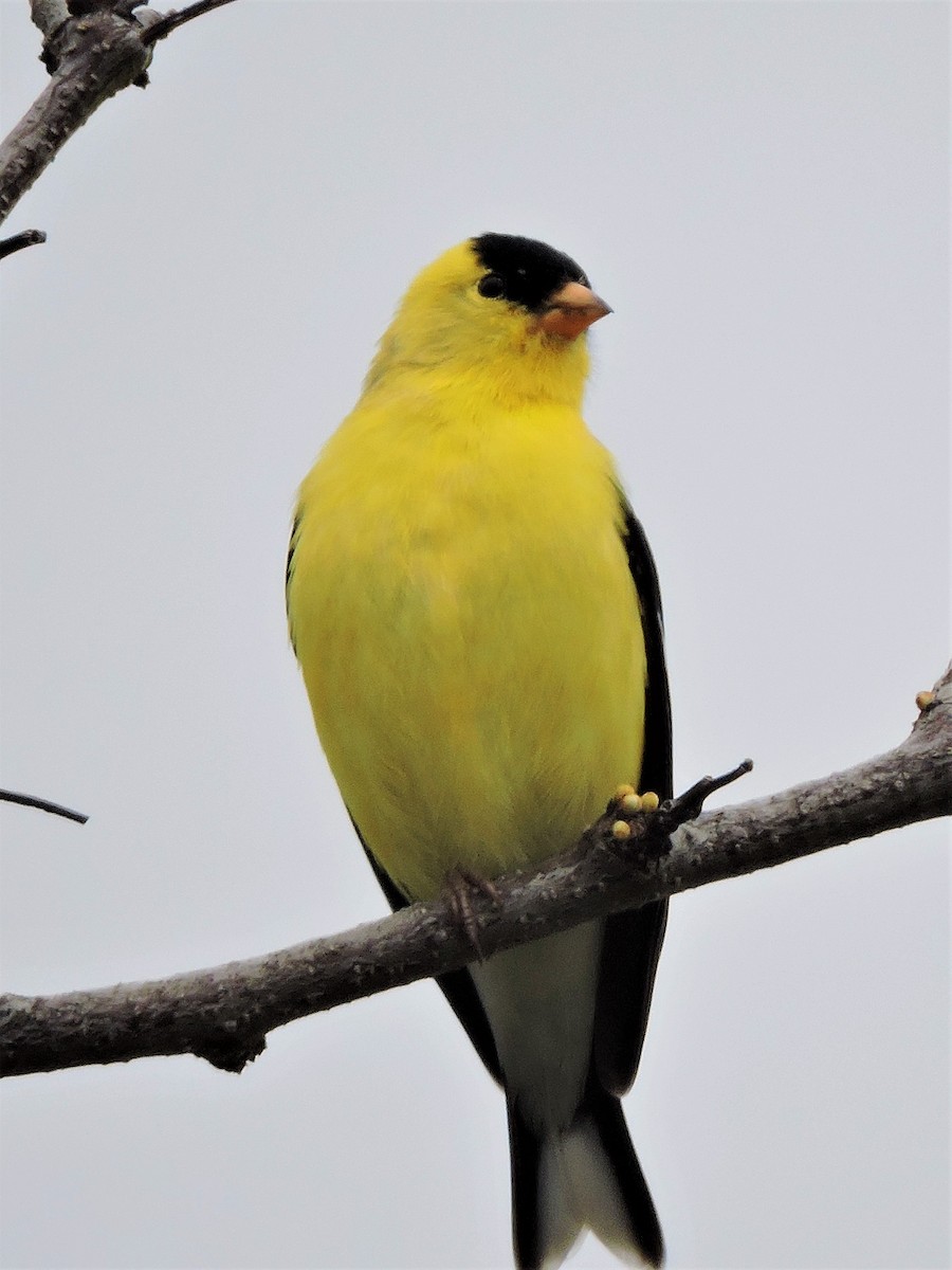 American Goldfinch - ML98113041