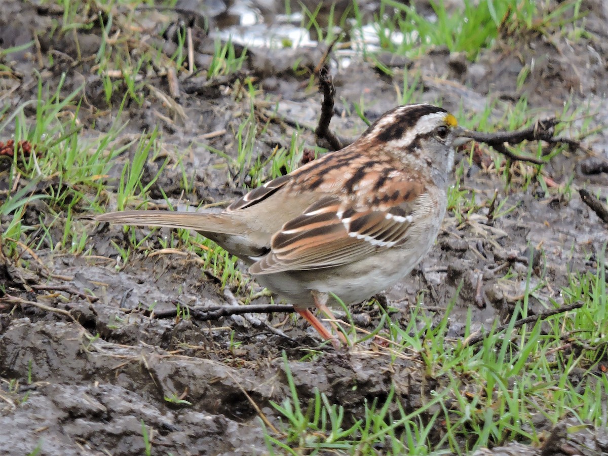 White-throated Sparrow - ML98113071