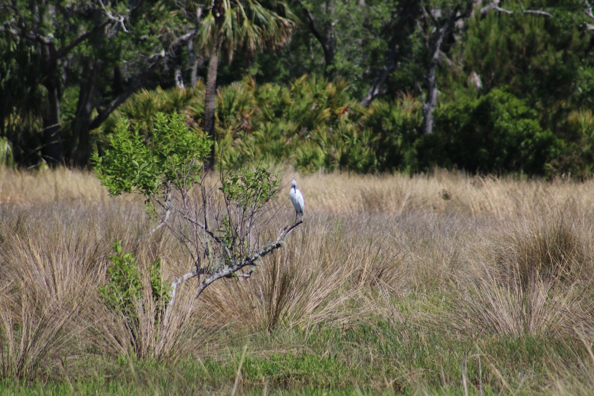 Little Blue Heron - ML98116721