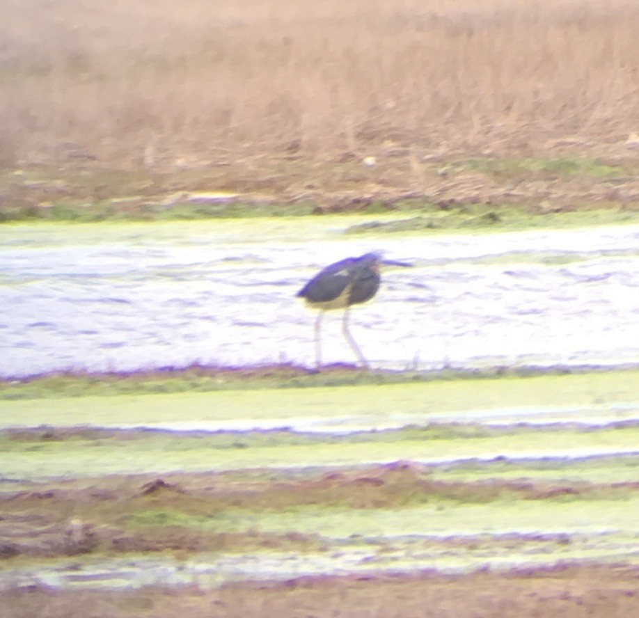 Tricolored Heron - ML98118391