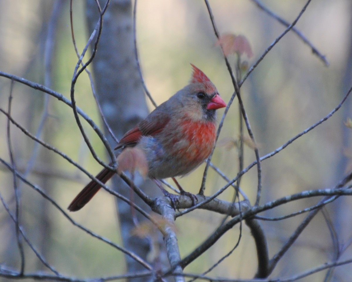 Cardinal rouge - ML98118541