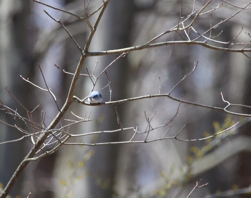 Blue-gray Gnatcatcher - ML98119451