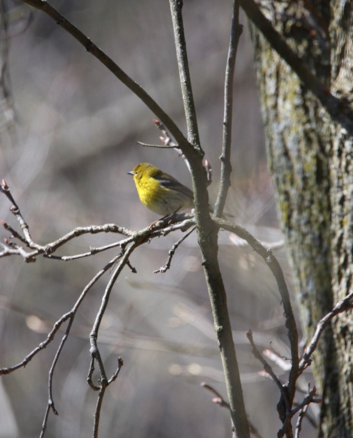 Pine Warbler - ML98119871