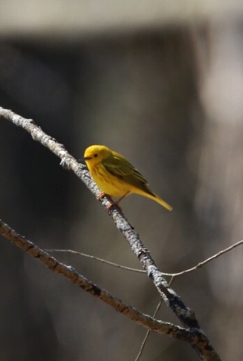 Yellow Warbler (Northern) - ML98119991