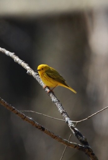 Paruline jaune - ML98119991