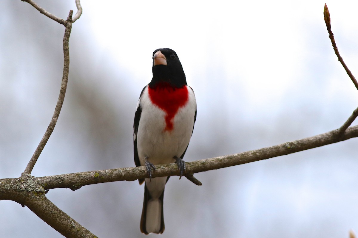 Rose-breasted Grosbeak - ML98120101