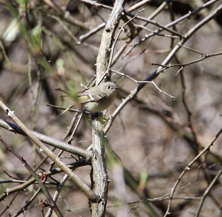 Ruby-crowned Kinglet - ML98120241