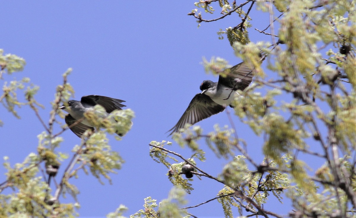 Eastern Kingbird - Becky Lutz