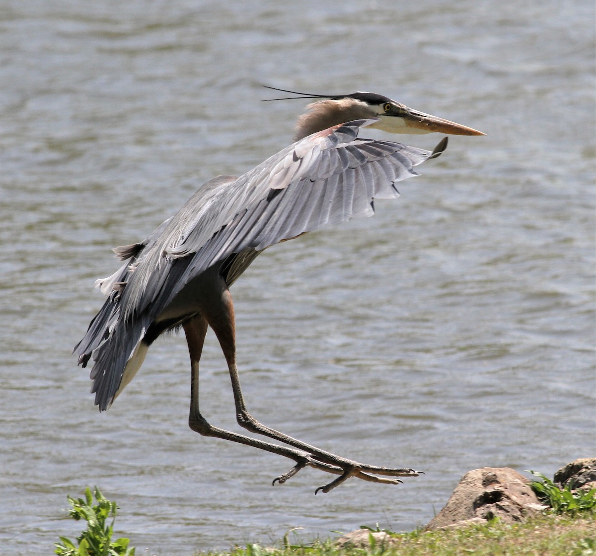 Great Blue Heron (Great Blue) - Becky Lutz