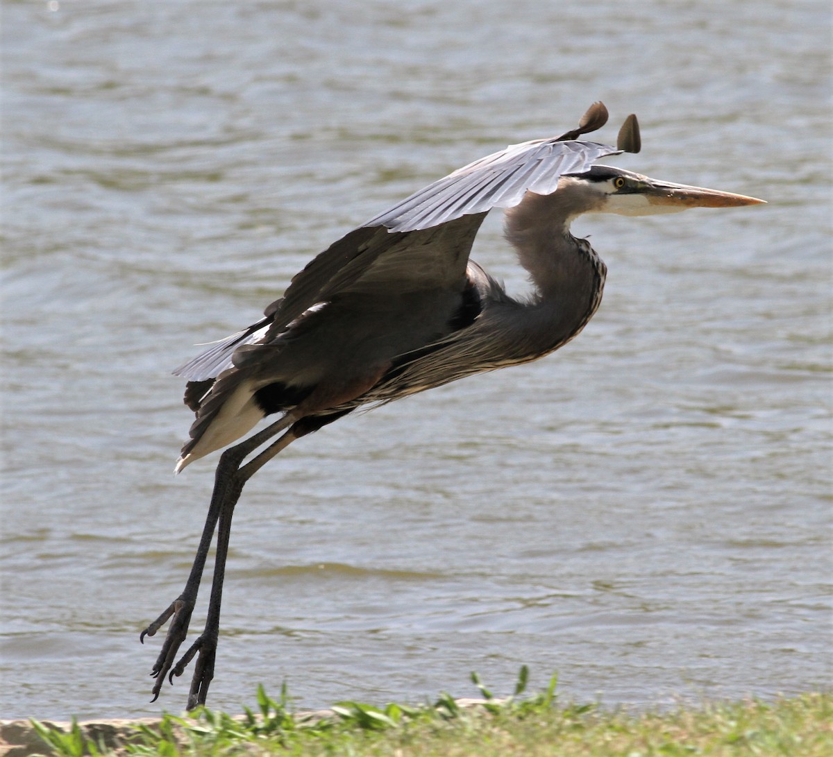 Great Blue Heron (Great Blue) - Becky Lutz