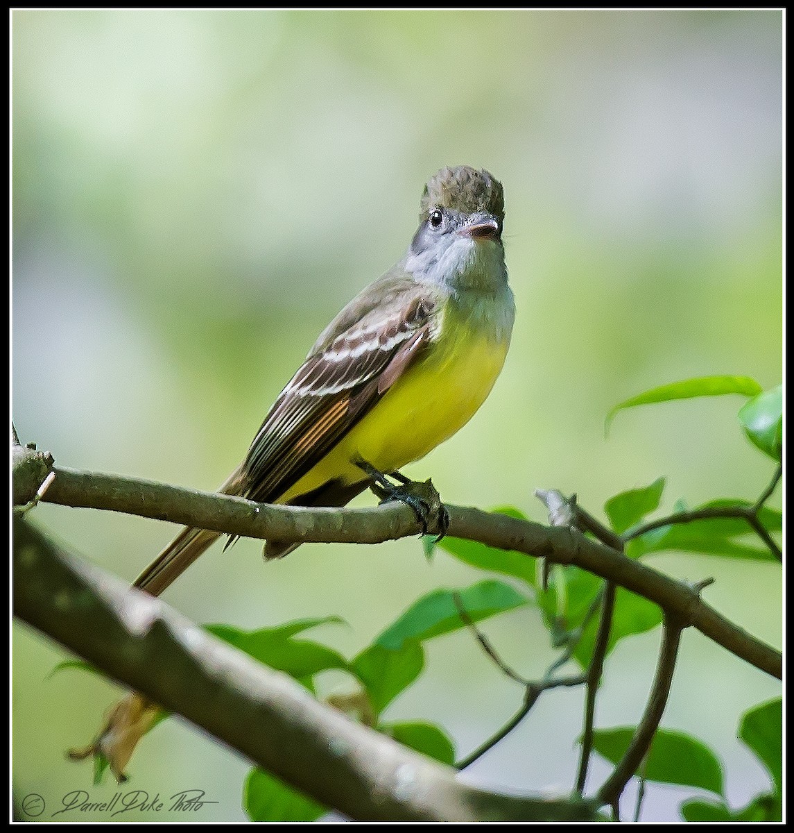 Great Crested Flycatcher - ML98123871