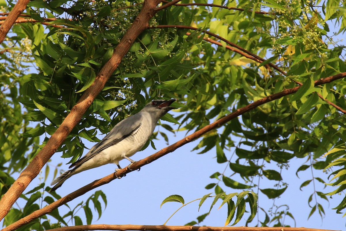 Large Cuckooshrike - Denis Tétreault