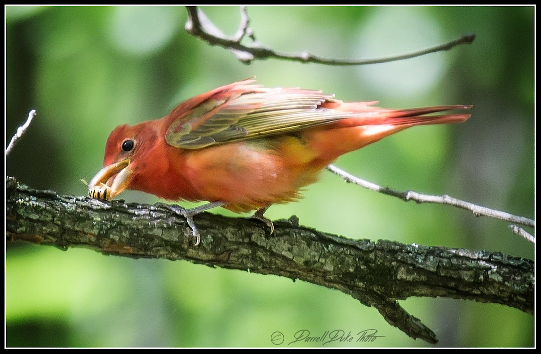 Summer Tanager - ML98124791