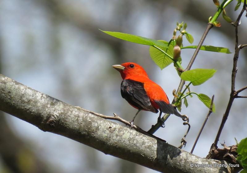 Scarlet Tanager - ML98125271