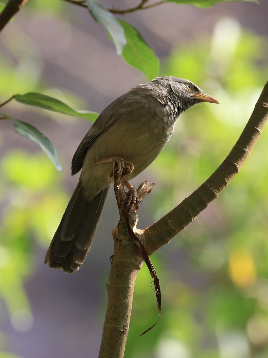 Jungle Babbler - ML98125301